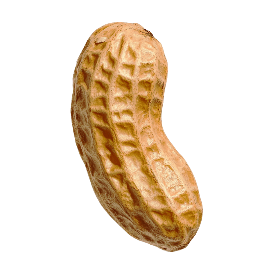 Peanut