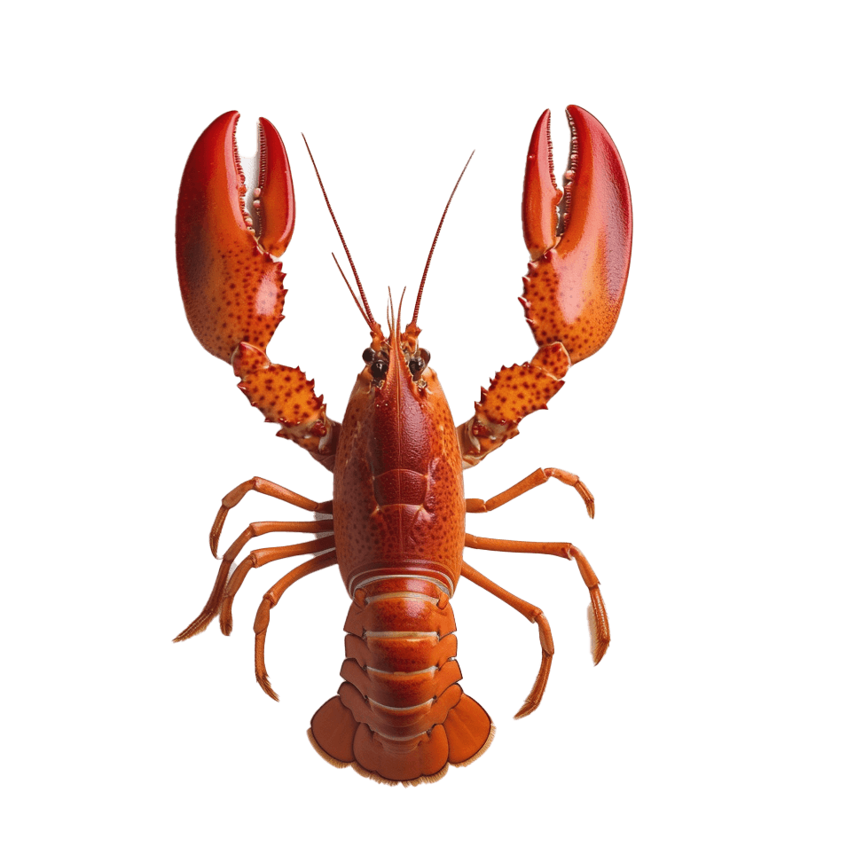 Lobster