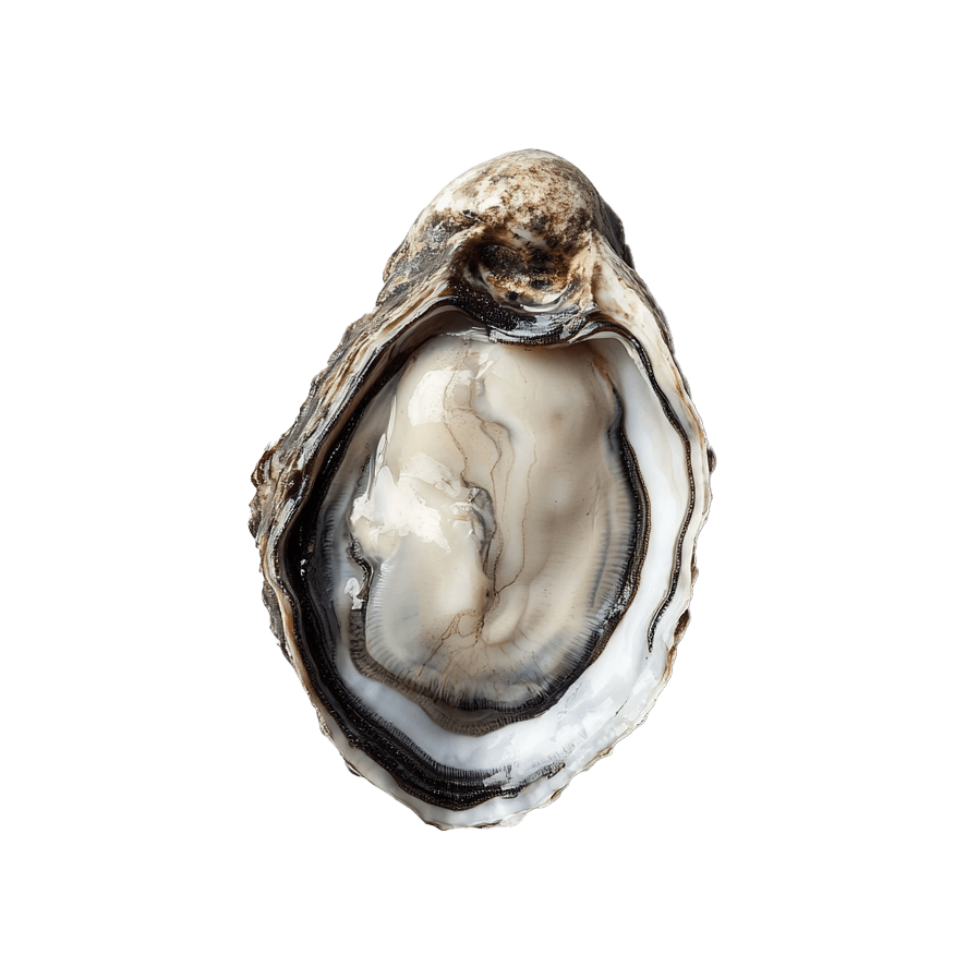 Oyster