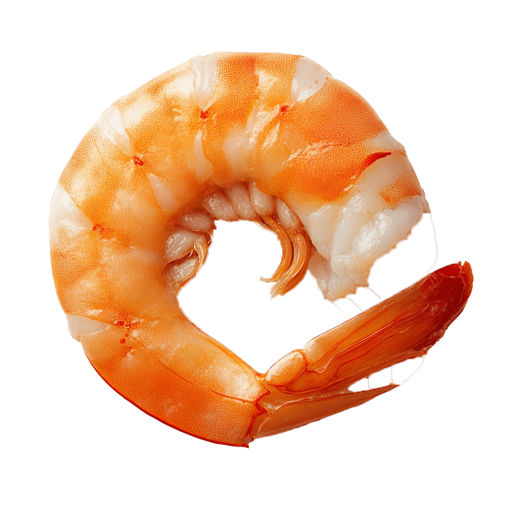 Shrimp