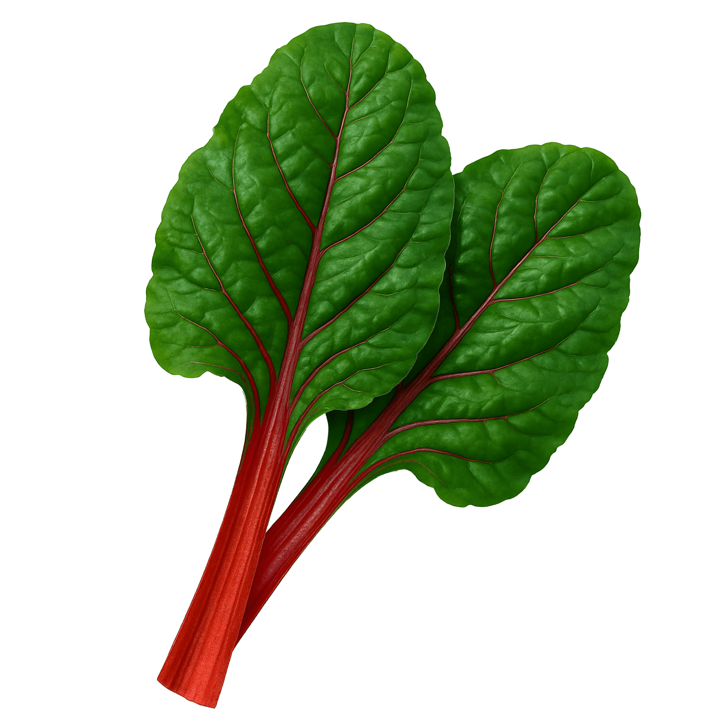 Swiss chard