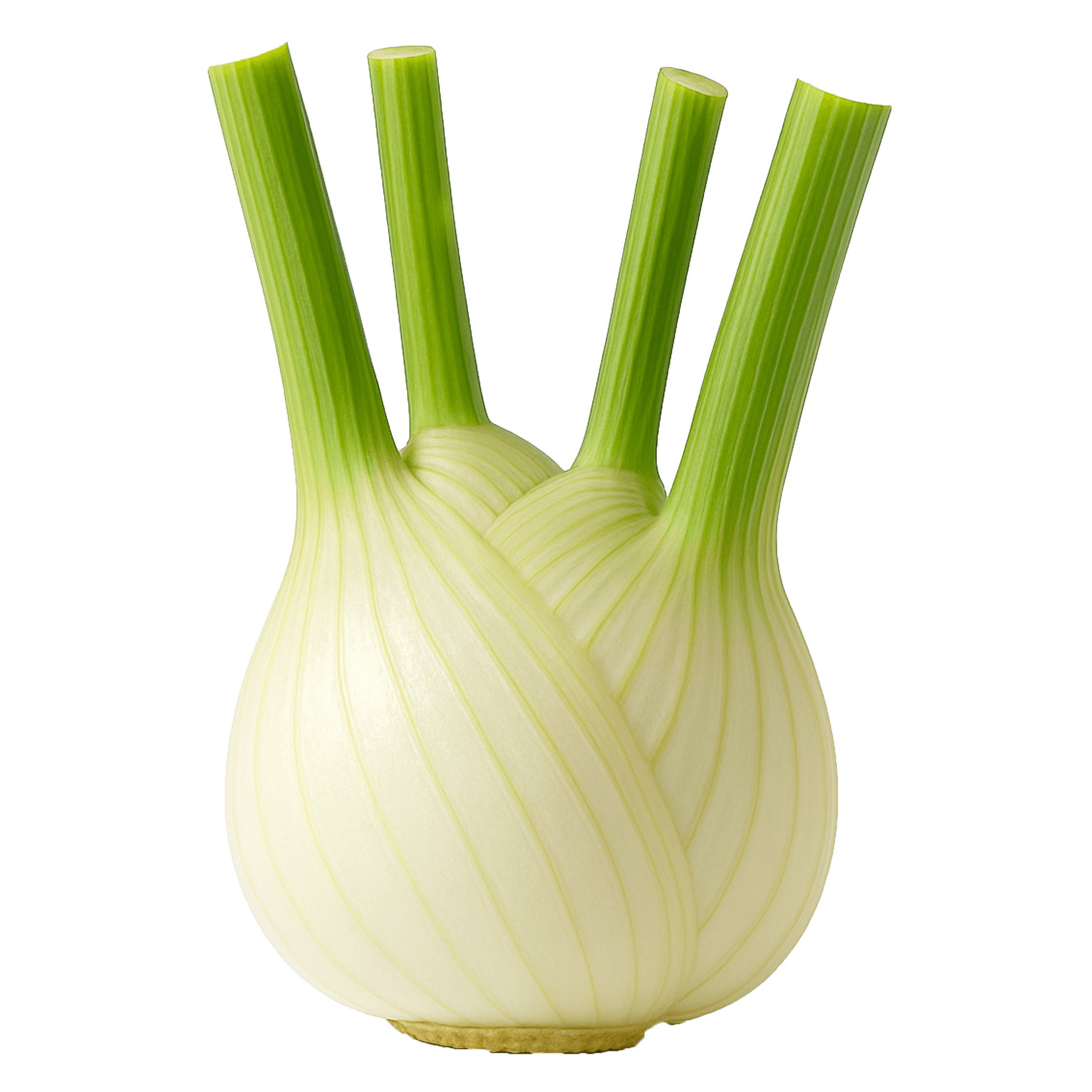 Fennel