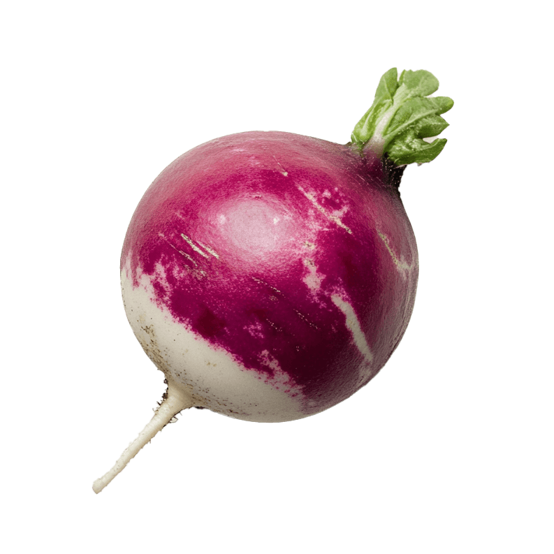 Radish